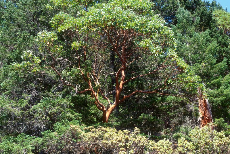 112-19.jpg - pacific madrone