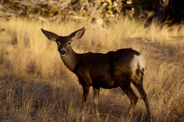 1011.jpg - mule deer im zion n.p.