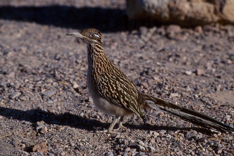 1023.jpg - road runner, ein kuckuck der nicht gerne fliegt