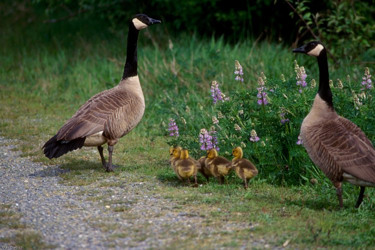 1120.jpg - canada geese, kanadagänse