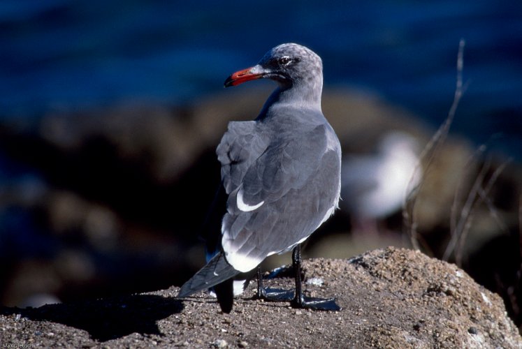 118-04.jpg - heermann's gull