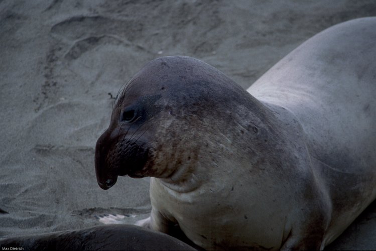 118-14.jpg - elephant seal