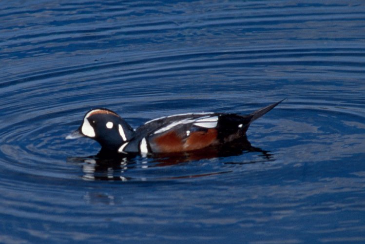 118-35.jpg - harlequin duck, kragenente