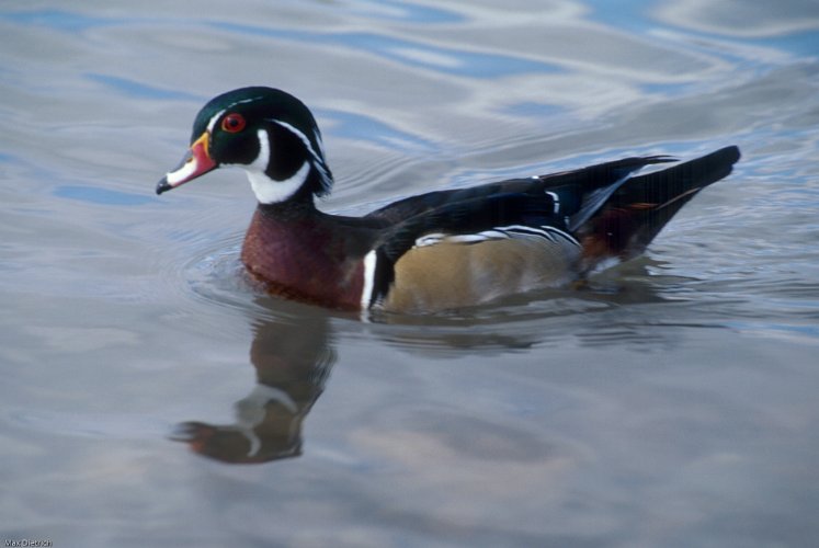 151-25.jpg - wood duck