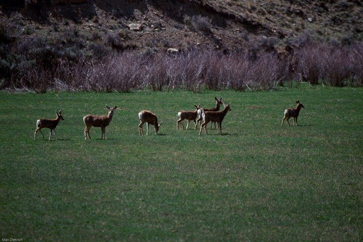 490.jpg - white-tailed deer, weisswedel hirsche