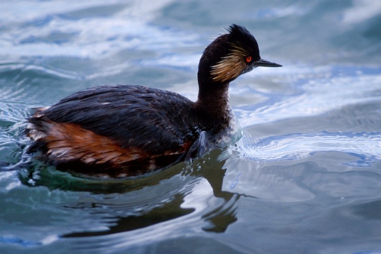 500.jpg - eared grebe, schwarzhalstaucher