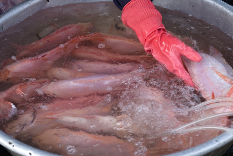 CHI_3144.jpg - dalat - einige fische sind schon tot