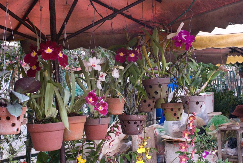 CHI_3159.jpg - dalat - orchideenmarkt