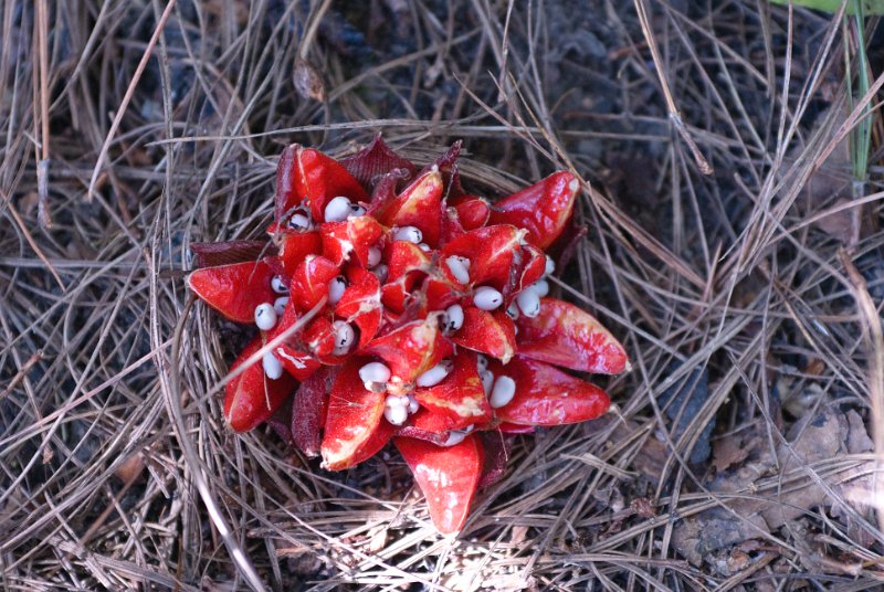 CHI_3192.jpg - dalat - pilz, ein guide meite er sei essbar, ein anderer bezeichnete ihn als giftig - wir haben ihn stehen lassen