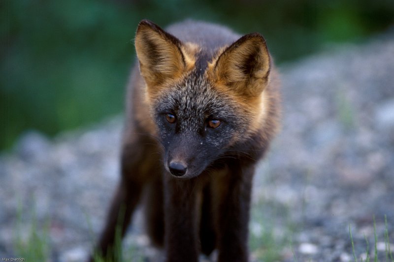 601.jpg - a young red fox