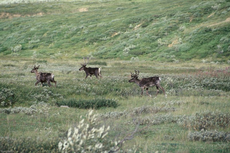 822.jpg - caribous, larger than their european relatives