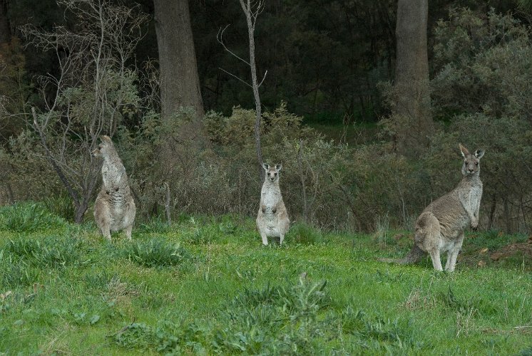 _AU20086.jpg - three western gray cangaroos are watching over our camp