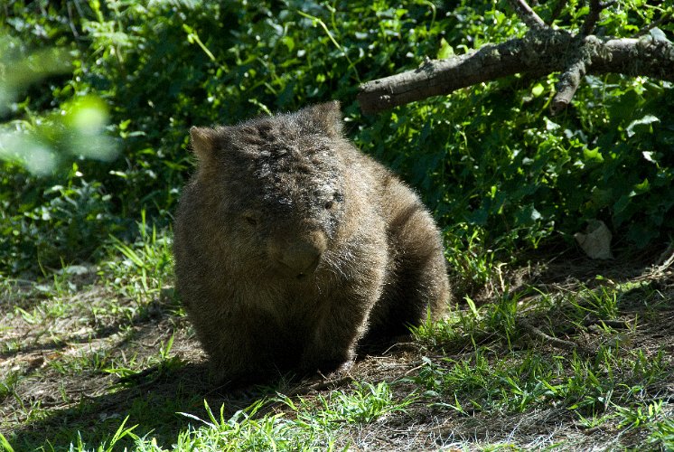 _AU20116.jpg - they dig big borrows and for that they were hunted by farmers and ranchers