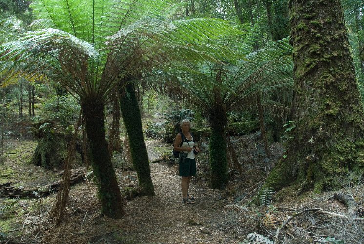 _AU30017.jpg - fern trees