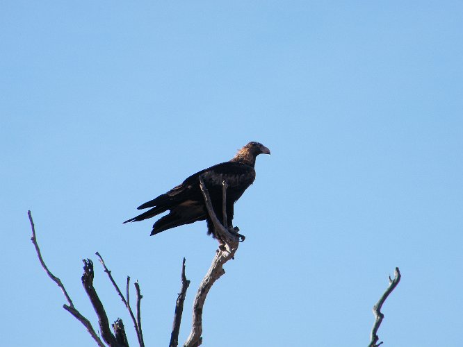 DSCF0372.jpg - a bird of prey resting before ...
