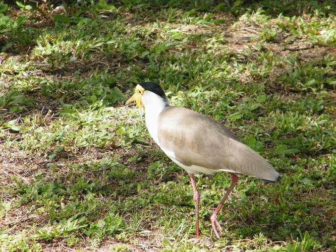 DSCF0383.jpg - masked lapwing (vanellus miles)