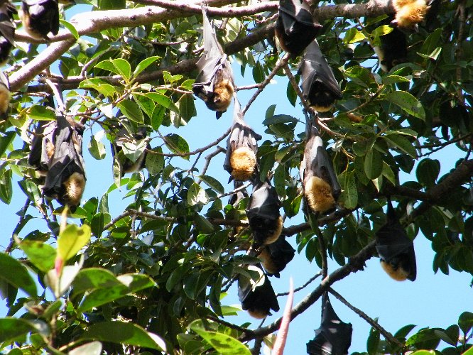DSCF0387.jpg - flying foxes in cairns, the trees are full of them ...