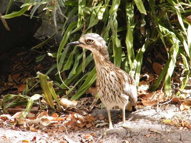 DSCF0490.jpg - a bush stone-curlew