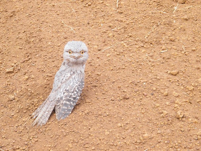 DSCF0604.jpg - a young barking owl, it had been attacked by a bird of prey, but when we stopped the attacker took off and so did the owl