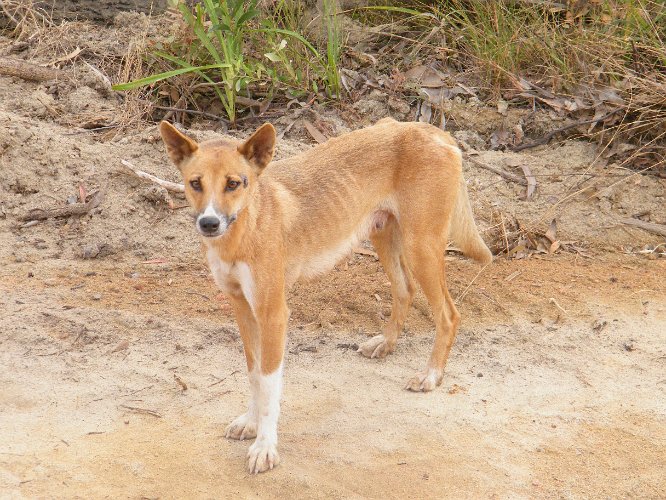 DSCF0609.jpg - dingo, probably a true one, in many areas dingos have mixed with feral dogs