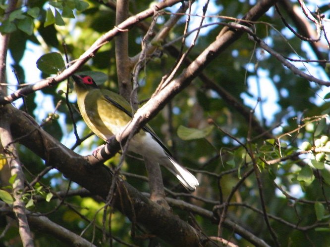 DSCF0736.jpg - one of the many honey-eaters