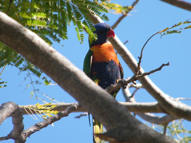 DSCF0928.jpg - rainbow lorikeet