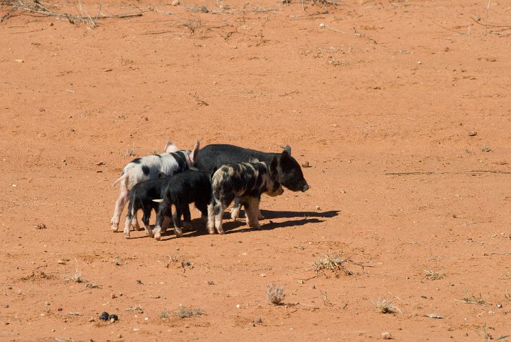 _AU10026.jpg - feral pigs, australia has big problems with feral animals