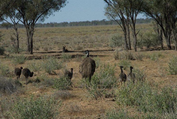 _AU10041.jpg - emu kindergarden, a male takes care of all the chicks