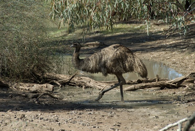 _AU10060.jpg - once the female has laid the eggs, the male takes over