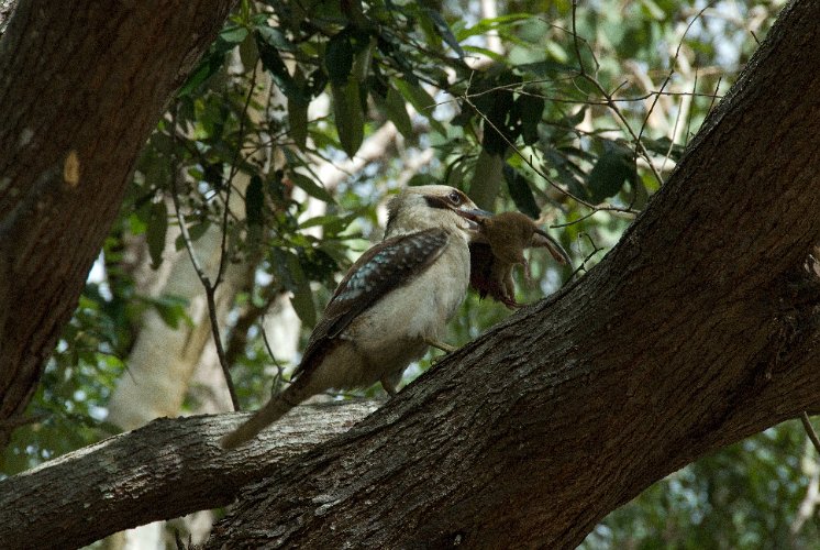 _AUS0003.jpg - a kookaburra has cought a mouse