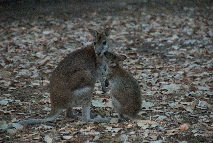_AUS0004.jpg - wallaby mother and offspring