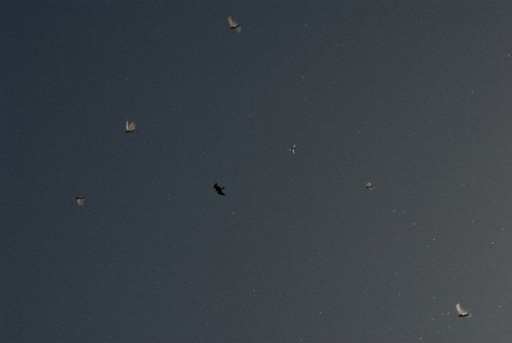 _AUS0008.jpg - birds of prey were hunting locusts