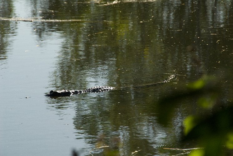 _AUS0017.jpg - freshwater crocodiles are mostly harmless