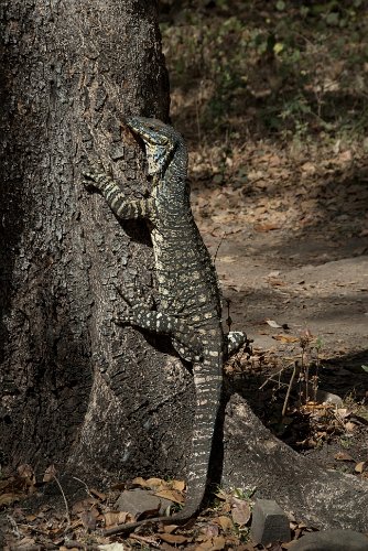 _AUS0027.jpg - monitor, they are good climbers