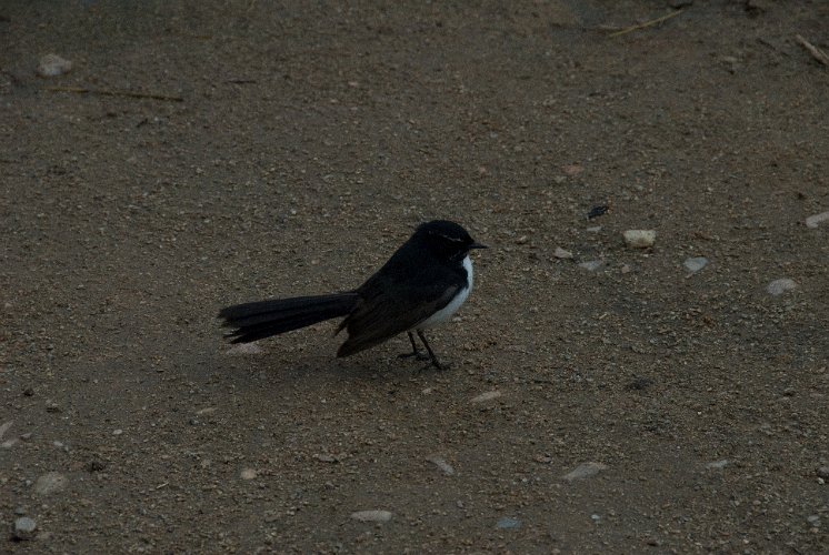 _AUS0030.jpg - willie wagtail, a little fly catcher that lives all over australia