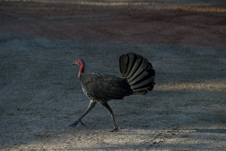 _AUS0035.jpg - australien brush-turkey