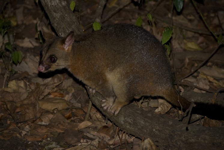 _AUS0059.jpg - opossum, these little guys are nocturnal ...