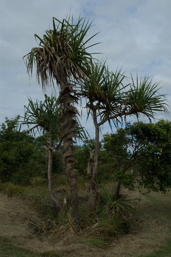 _AUS0061.jpg - screw pine, a pandanus