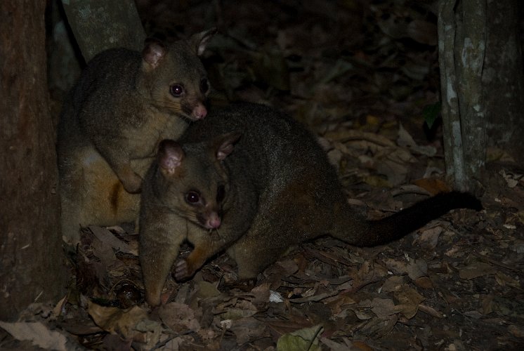 _AUS0076.jpg - ... not very shy