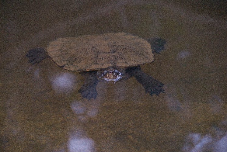 _AUS0097.jpg - there are quite a few turtles,  ...