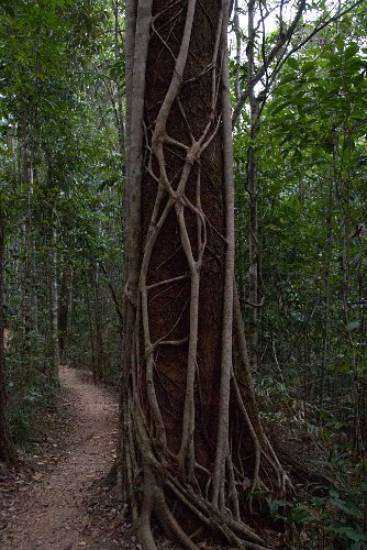 _AUS0105.jpg - australian strangle fig, eventually it will cover the whole tree and then kill it