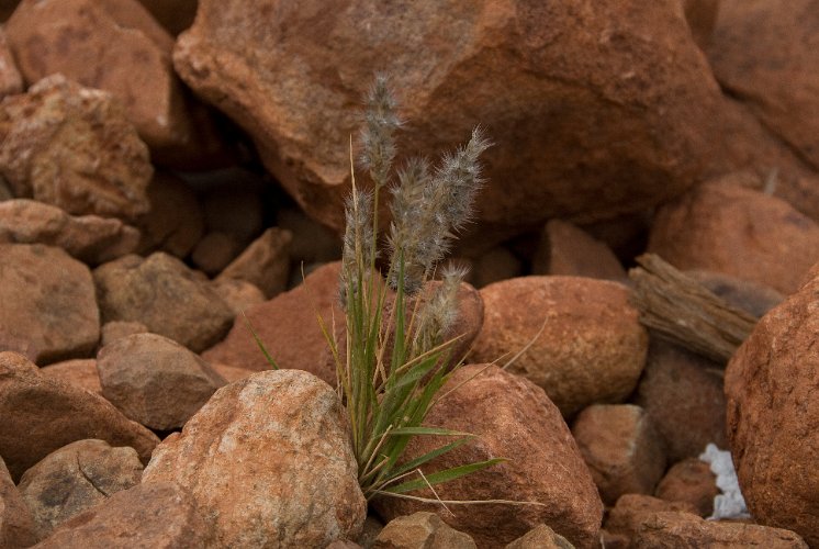 _AUS0118-2.jpg - specialized plants find always a place to grow