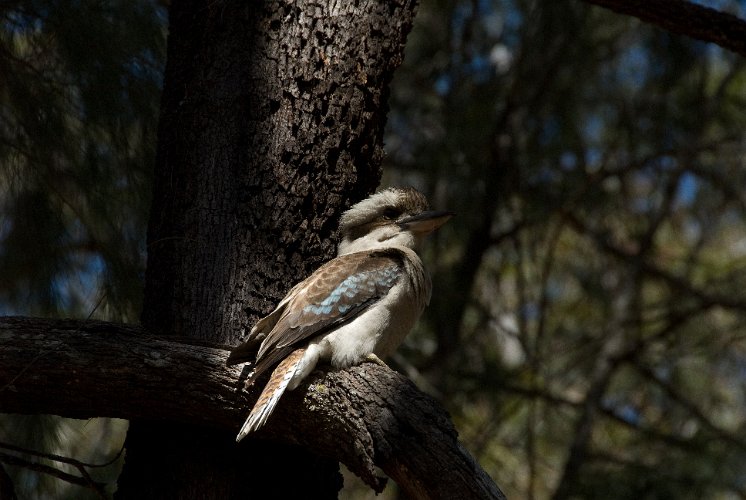 _AUS0118.jpg - this rascal of a kookaburra stole a chicken leg right from my dinner plate
