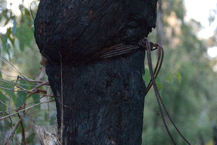 _AUS0156.jpg - this tree almost overgrew the fence wires