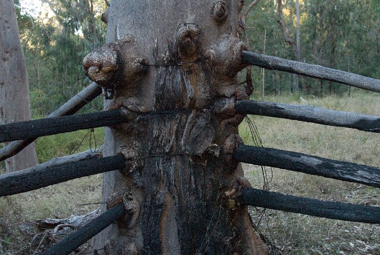 _AUS0157.jpg - at one time a ranch, the cattle got sick due to a lack of minerals, this live fence post survived