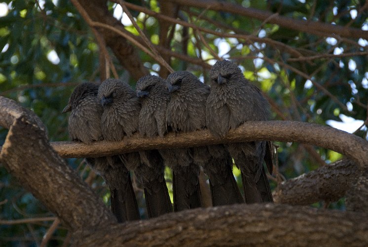 _AUS0168.jpg - apostle birds, funny looking and funny acting