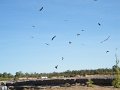 DSCF0367