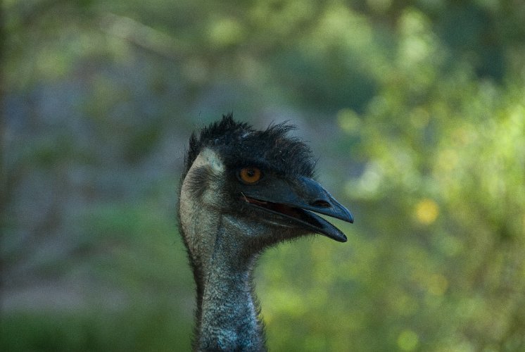 _AU40115.jpg - he showed up for luch, but was not lucky