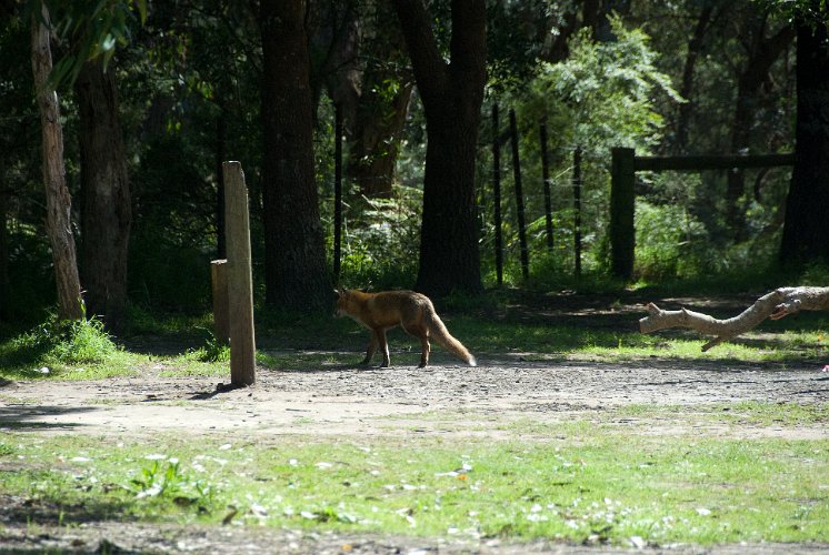 _AU30060.jpg - foxes were introduced for hunting, now they are a pest