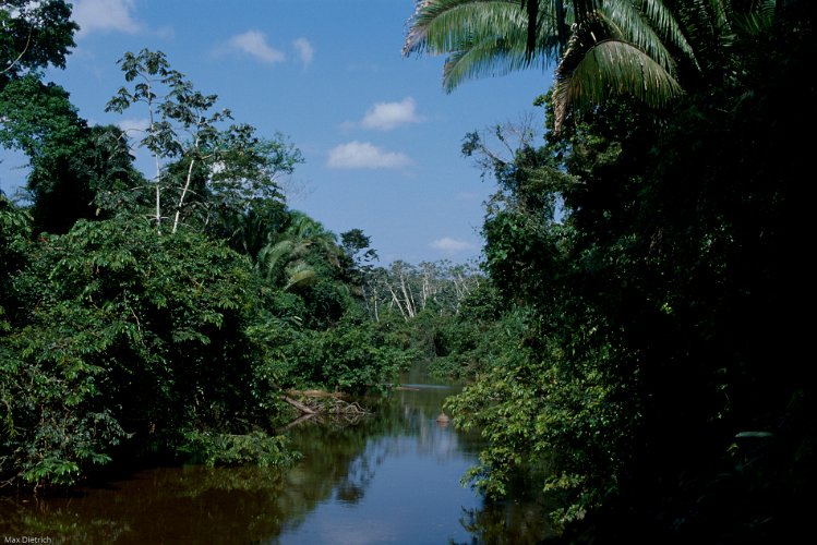 167-16.jpg - cockscomb, a jaguar habitat
